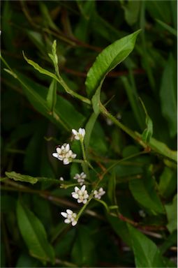 APII jpeg image of Persicaria strigosa  © contact APII