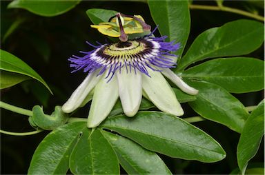 APII jpeg image of Passiflora caerulea  © contact APII