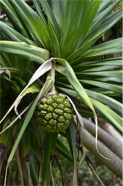 APII jpeg image of Pandanus tectorius  © contact APII