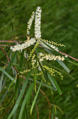 APII jpeg image of Acacia floribunda  © contact APII