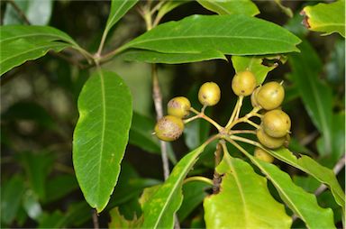 APII jpeg image of Pittosporum undulatum  © contact APII