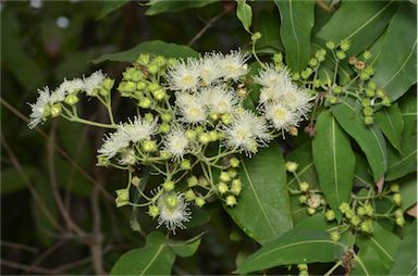 APII jpeg image of Angophora subvelutina  © contact APII