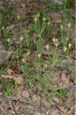 APII jpeg image of Plantago arenaria  © contact APII