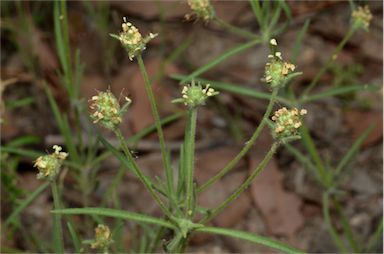 APII jpeg image of Plantago arenaria  © contact APII