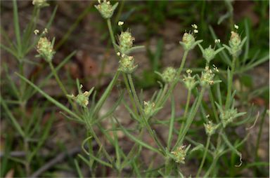 APII jpeg image of Plantago arenaria  © contact APII