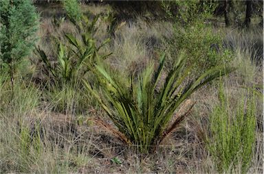 APII jpeg image of Macrozamia polymorpha  © contact APII