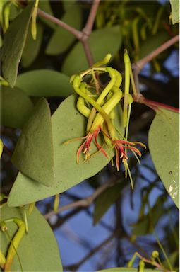 APII jpeg image of Muellerina eucalyptoides  © contact APII