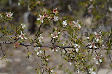 APII jpeg image of Leptospermum arachnoides  © contact APII