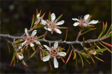 APII jpeg image of Leptospermum arachnoides  © contact APII