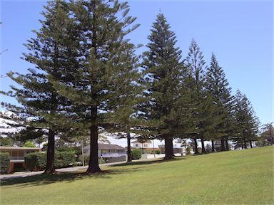 APII jpeg image of Araucaria heterophylla  © contact APII