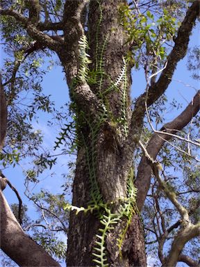 APII jpeg image of Cryptocereus anthonyanus  © contact APII