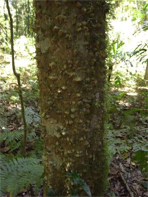 APII jpeg image of Zanthoxylum brachyacanthum  © contact APII