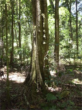 APII jpeg image of Planchonella australis  © contact APII