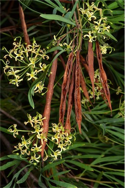 APII jpeg image of Stenocarpus angustifolius  © contact APII