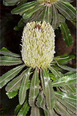 APII jpeg image of Banksia serrata  © contact APII