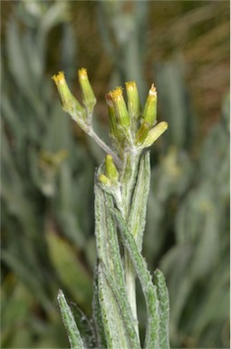 APII jpeg image of Senecio gunnii  © contact APII