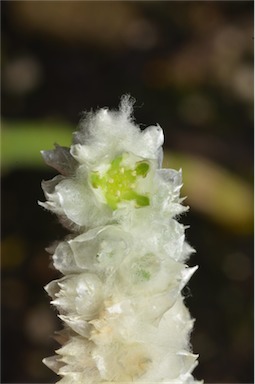 APII jpeg image of Ptilotus latifolius  © contact APII