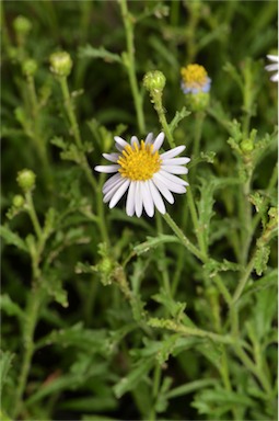 APII jpeg image of Olearia stuartii  © contact APII