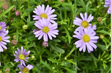 APII jpeg image of Brachyscome angustifolia 'Mauve Delight'  © contact APII