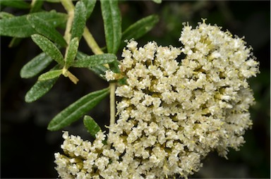 APII jpeg image of Ozothamnus cuneifolius  © contact APII