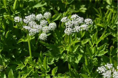 APII jpeg image of Apiaceae  © contact APII