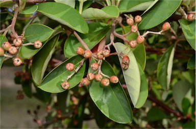 APII jpeg image of Cotoneaster glaucophyllus  © contact APII