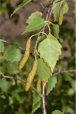 APII jpeg image of Betula pendula  © contact APII