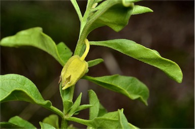 APII jpeg image of Physalis hederifolia  © contact APII