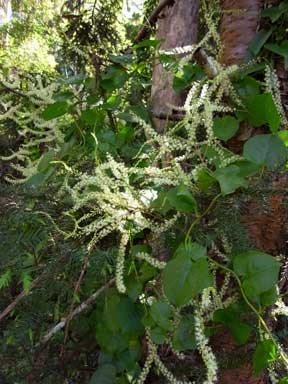 APII jpeg image of Anredera cordifolia  © contact APII