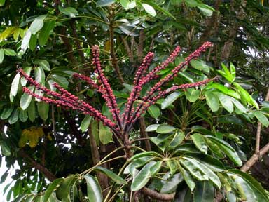 APII jpeg image of Schefflera actinophylla  © contact APII