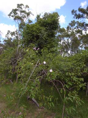 APII jpeg image of Cryptostegia grandiflora  © contact APII