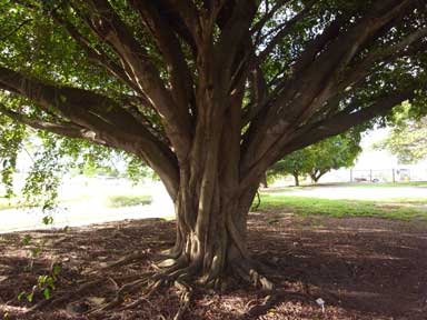 APII jpeg image of Ficus benjamina  © contact APII