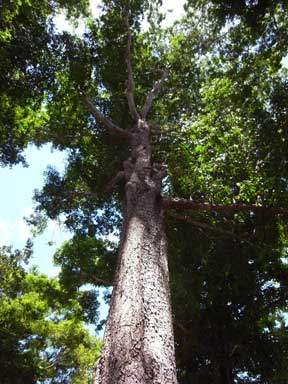 APII jpeg image of Terminalia microcarpa  © contact APII