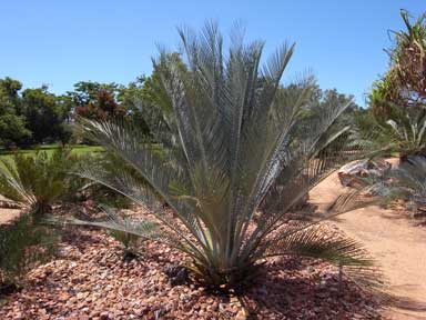 APII jpeg image of Macrozamia macdonnellii  © contact APII