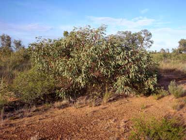 APII jpeg image of Eucalyptus ammophila  © contact APII