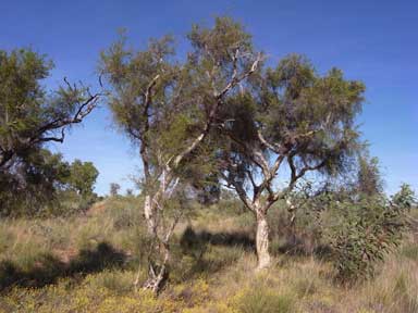 APII jpeg image of Melaleuca tamariscina  © contact APII