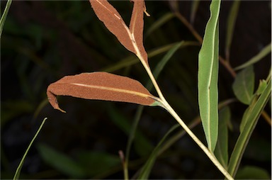 APII jpeg image of Acrostichum speciosum  © contact APII