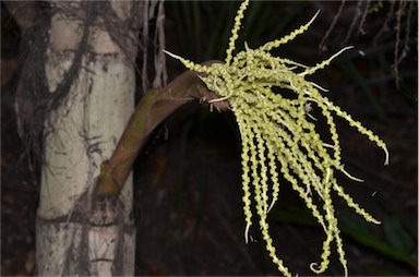 APII jpeg image of Caryota albertii  © contact APII