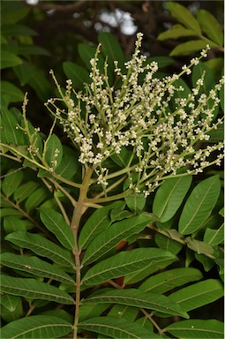 APII jpeg image of Rhus taitensis  © contact APII