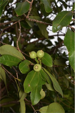 APII jpeg image of Syzygium forte  © contact APII