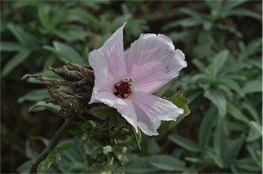 APII jpeg image of Hibiscus sp. Barambah Creek (P.Grimshaw+ PG2484)  © contact APII