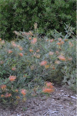 APII jpeg image of Grevillea 'Ninderry-Sunrise'  © contact APII