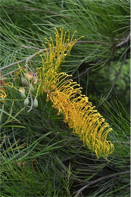 APII jpeg image of Grevillea 'Golden Lyre'  © contact APII