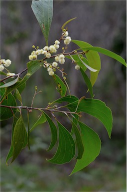 APII jpeg image of Acacia flavescens  © contact APII