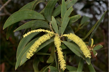 APII jpeg image of Acacia leptocarpa  © contact APII