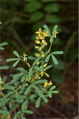 APII jpeg image of Crotalaria medicaginea var. neglecta  © contact APII