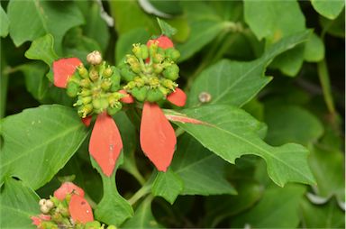 APII jpeg image of Euphorbia cyathophora  © contact APII