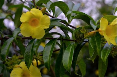 APII jpeg image of Allamanda cathartica  © contact APII