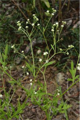 APII jpeg image of Parthenium hysterophorus  © contact APII