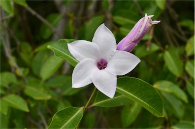 APII jpeg image of Cryptostegia grandiflora  © contact APII